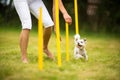 Cute little dog doing agility drill - running slalom