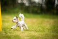 Cute little dog doing agility drill - running slalom Royalty Free Stock Photo