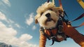 a cute little dog goes skydiving. Skydiving, dog in equipment flying through the sky. Free flight. Adrenaline emotions