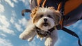 a cute little dog goes skydiving. Skydiving, dog in equipment flying through the sky. Free flight. Adrenaline emotions