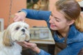 Cute little dog at groomer salon