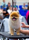 Cute little dog on grooming table