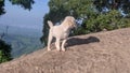 Cute Little Dog Happy To Watching Mountain