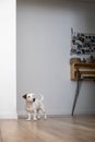 Cute little dog Jack Russell Terrier breed posing at minimalistic home interior scandinavian style