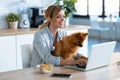 Cute little dog looking the laptop while her owner working with him in the kitchen at home Royalty Free Stock Photo