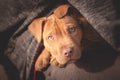 Cute little dog looking from man`s bosom Royalty Free Stock Photo