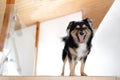 cute little dog looking towards the window, waiting for his owner. Royalty Free Stock Photo