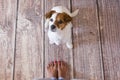 cute little dog lying on the wood floor. Next to his owners legs. View from above. Daytime, lifestyle