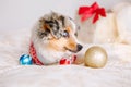 Cute little dog pet lying on bed at home with colorful ornaments. Christmas New Year holiday celebration. Adorable miniature Royalty Free Stock Photo