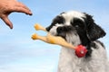 Cute little dog playing with a plastic toy