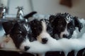 Cute little dog puppies in a bath with bubbles