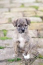 Cute little dog puppy sitting on the pavement Royalty Free Stock Photo