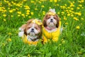 Cute little dog sitting among yellow flowers in yellow overalls with bows in green grass in the park. Royalty Free Stock Photo