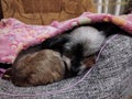 A cute little dog sleeps under a soft blanket.