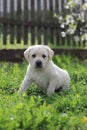 Cute little dog on a sunny green lawn. Labrador retriever puppy beige. Royalty Free Stock Photo