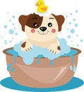 Cute little dog taking a bath Royalty Free Stock Photo