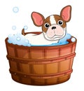 A cute little dog taking a bath Royalty Free Stock Photo