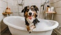 A cute little dog taking a bubble bath with his paws up on bubble the rim of the tub Royalty Free Stock Photo