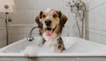 A cute little dog taking a bubble bath with his paws up on bubble the rim of the tub Royalty Free Stock Photo