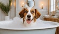 A cute little dog taking a bubble bath with his paws up on bubble the rim of the tub Royalty Free Stock Photo