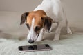Not so easy, dog tries to use a cellphone in vain