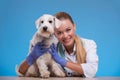 Cute little dog visits vet