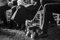 Cute little dog at the wedding ceremony Royalty Free Stock Photo