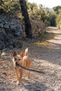 Cute little dog with a wooden stick in its mouth Royalty Free Stock Photo