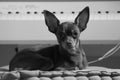 Cute little doggie toy terrier sits on the background of the piano