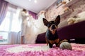 Cute little doggy looking with big eyes on background of bride i