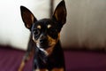 Cute little doggy looking with big eyes on background of room