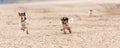 Cute little dogs are running over sandy ground and have fun. Two Jack Russell Terriers Royalty Free Stock Photo