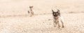 Cute little dogs are running over sandy ground and have fun. Two Jack Russell Terriers Royalty Free Stock Photo