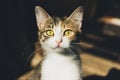 Cute little domestic cat with golden eyes and long whiskers looks at camera with a sweet expression
