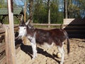 A cute little donkey is standing in the sun in the park zoo Royalty Free Stock Photo