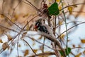 Cute little downy woodpecker on brunches