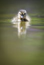 Cute little duckling Royalty Free Stock Photo