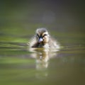 Cute little duckling Royalty Free Stock Photo