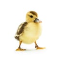 Cute little duckling Royalty Free Stock Photo