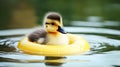 Cute little duckling floating in water with yellow lifebuoy