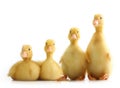 Cute little duckling isolated Royalty Free Stock Photo