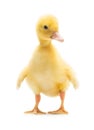 Cute little duckling Royalty Free Stock Photo