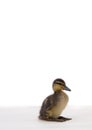 Cute little duckling Royalty Free Stock Photo