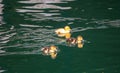 Cute little duckling swimming alone in a lake with green water Royalty Free Stock Photo