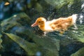 Cute little duckling swimming alone in a lake with green water Royalty Free Stock Photo