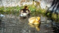 Cute little duckling swimming alone in a lake with green water Royalty Free Stock Photo