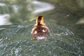 Cute little duckling swimming alone in a lake with green water Royalty Free Stock Photo