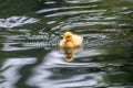 Cute little duckling swimming alone in a lake with green water Royalty Free Stock Photo