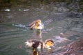 Cute little duckling swimming alone in a lake with green water Royalty Free Stock Photo