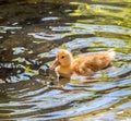 Cute little duckling swimming alone in a lake with green water Royalty Free Stock Photo